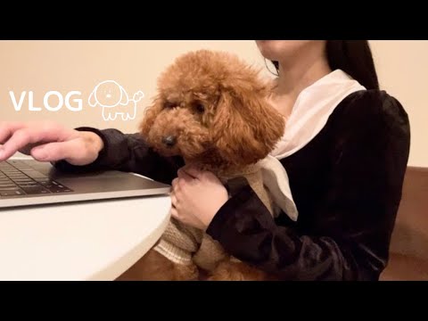 トイプードルと在宅ワークしたら…💻🌙