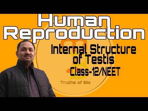 Internal Structure of Testis, Human Reproduction, class-12/NEET BY:R.M.Shukla Sir