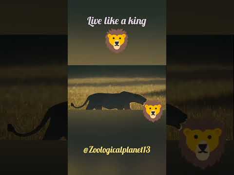 live like a king #animals #wildlife #wild #zoo#animalkingdomclass11 #lion