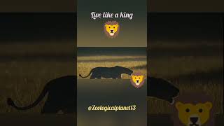 live like a king #animals #wildlife #wild #zoo#animalkingdomclass11 #lion