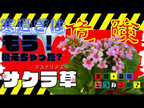 寒過ぎると危険!!【サクラ草マラコイデス】　実践・栽培・どうなるの？【from present future？】植え方・育て方・花がらの処理方法【園芸】
