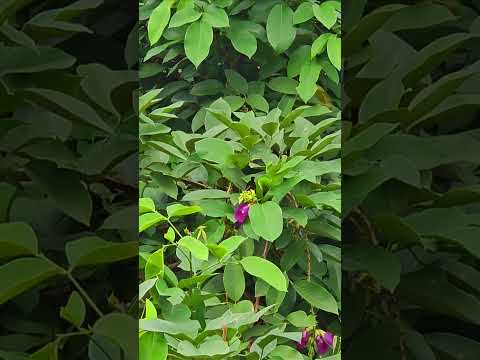 Humming Bird #hummingbird #birds #bird #nature #trees #calicut #forest #happiness #springflowers