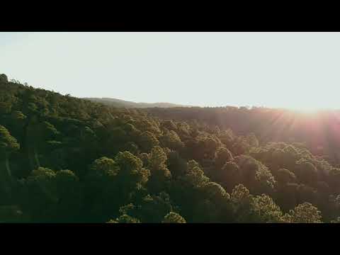 Mindful Minute - Canopy (Classroom, Studying, School Mental Break)
