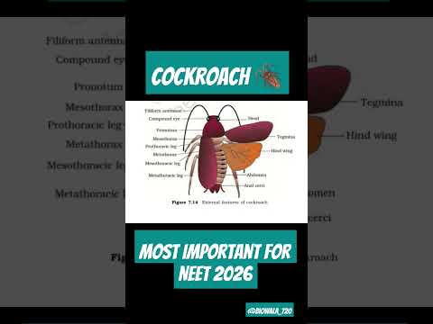 Cockroach 🪳 Most Important for Neet 2026 #neet #biology #science #ncert #trending #shorts #exam