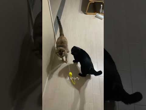 お待たせご褒美 #猫 #ネコズ #cat #shorts