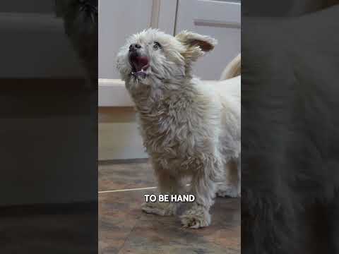 When your imperial shih tzu takes his name a bit too seriously 😂 #animals #dogs #funnyanimals