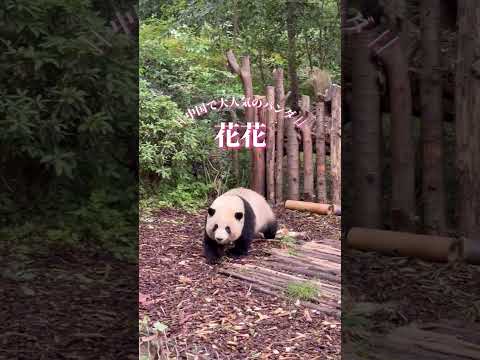 【開園早々1時間半待ち…！？中国の大人気パンダ“花花”】 #中国 #china #花花 #ジャイアントパンダ #成都 #chengdu #chengdutravel #chinatravel