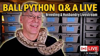 Ball Python Breeding Q&A: Ask Me Anything!