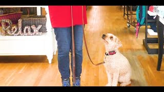 Dog Training, Dixie, Wheaten Terrier + Poodle, Day 10: Downtown | Multi-Dog Train | Blairsville, GA