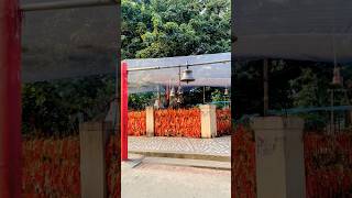 5500 years old parijat tree at barabanki