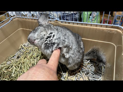 カキカキ大好きすぎて倒れそうになるチンチラ♪熱帯倶楽部吉祥寺店