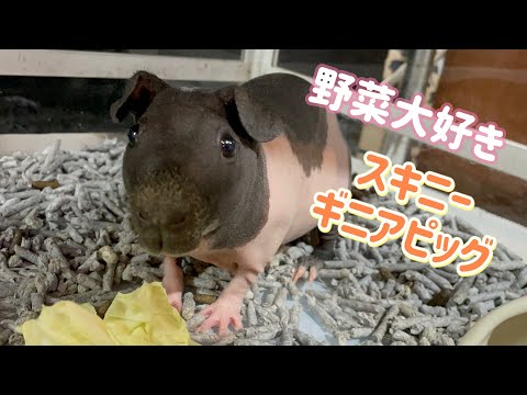 食べている姿がかわいいスキニーギニアピッグ（熱帯倶楽部　東川口本店）