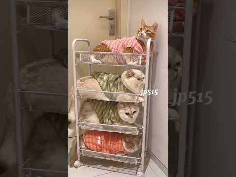 Kucing mana yang kalian mau? Si oren ga sih? 🥰 #cute #cat #pets #catlover