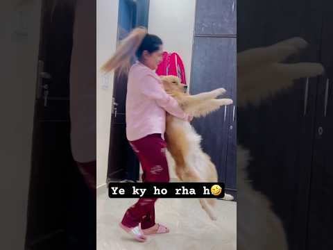 Ye ky hua😂🤣#comedy #funny #dudu #dogoftheday #viralvideo #funnyshorts #masti #ytshorts #love #like