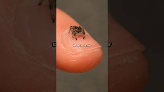 the world's cutest spider