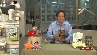 Tips for Dealing with Dog and Cat Anxiety