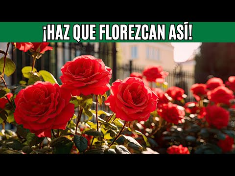 Cómo Cuidar Rosales en Tierra y en Macetas al Sol 🌹¡Consejos Infalibles para Rosas Hermosas!
