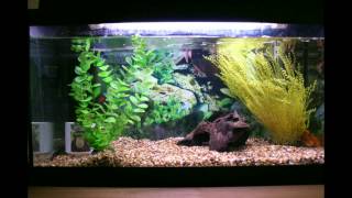 Timelapse -Fish