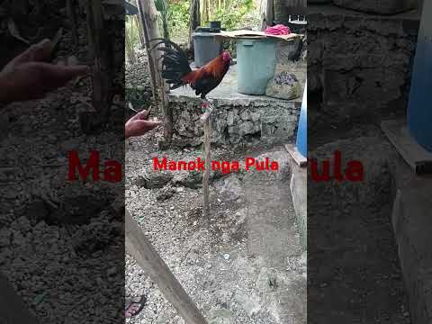 MANOK NGA PULA #animals