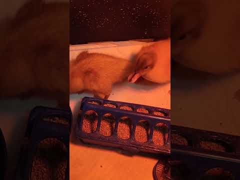 Duckling Bedtime #ducklings #sleepyducks #raisingducks