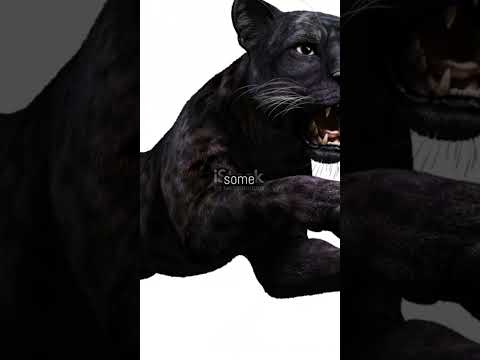 The Hidden Secrets of Black Panthers  #facts #animalfacts #interesting