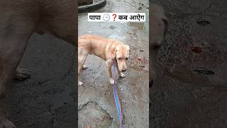 #doglover #viral #shortvideo #youtubeshorts #puppyvideos #labrador #shorts #geetakumari