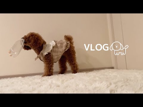 トイプードルと過ごす平凡な1日!トイプードルの日常 | 日常vlog | 日常ルーティン|