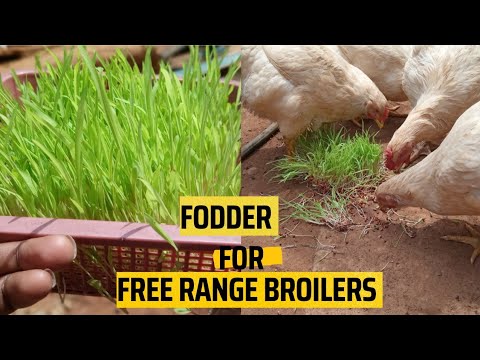 CHEAPER CHICKEN FEED || Growing fodder for broilers #poultry  #broiler