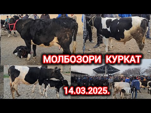 МОЛБОЗОР ХУДЧАНД КУРКАТ 14-МАРТ ОЧА БАЧА БУГУЗИ НАЗДИК ЭЛИТА БУКАЧАХО ГУНОЧИНХО