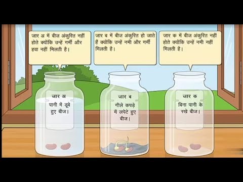 बिज में अंकुरण कैसे होता है ?