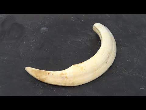 イノシシの歯磨き（牙）boar tusk