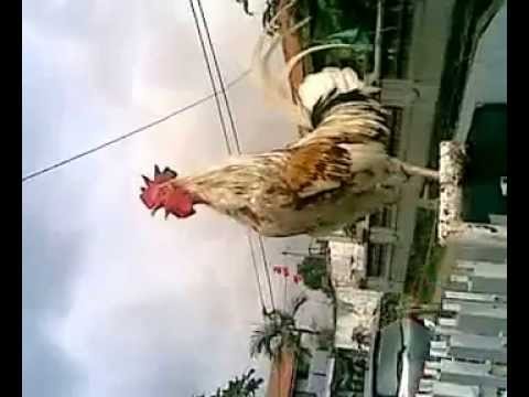 The Indonesian Crowded Champion