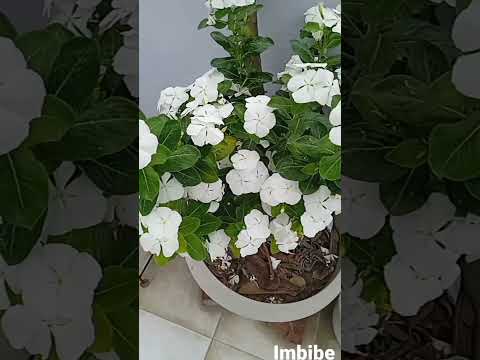 Biological Classifications of some angiosperms | Datura | Madar | Rose | Sadabahar