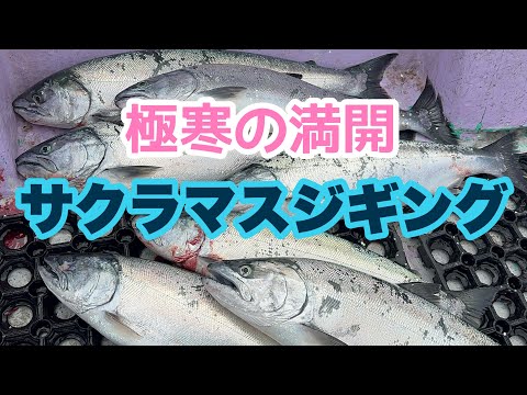 【サクラマスジギング】極寒の海からサクラマスを釣り上げろ！の巻き