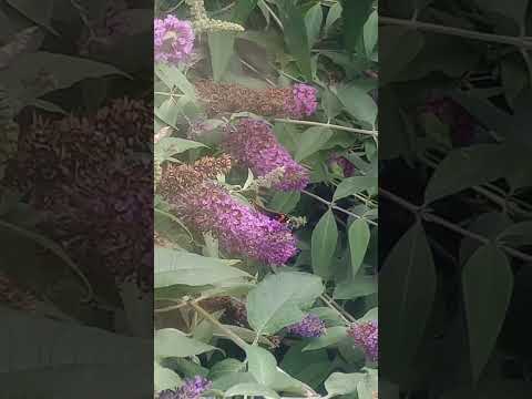#butterfly #mentalhealth #whitenoise