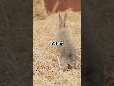 Lila the Brave Little Rabbit: A Forest Adventure #LilaTheBrave #ForestAdventure #Friendship #Courage