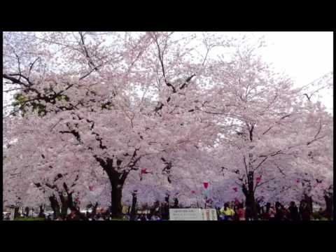鶴舞公園花まつり20160402