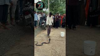 Watch the slow motion of the black cobra 😱 #trending #animalrescue #viral #cobra #snake #iphone #...