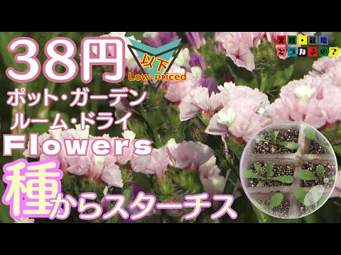 2025 Hurry up. [How to sow seeds] The sowing season has passed! [Gardening] Fun ways to grow stat...