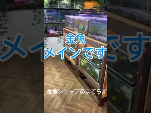 長野県の金魚屋さん金魚ショップ『あまてらす』お店紹介！ #金魚屋 #国産金魚 #めだか