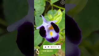 What is this flower?🙄😯 #flowers #trending #shortvideo #viral #nature #srilankaculture