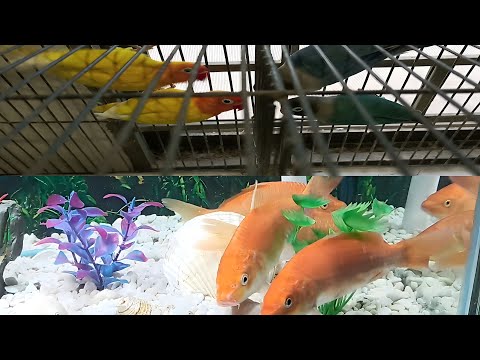 Zindagi Ka Ehsas | Pets vlog | Pets Lover | Pets house