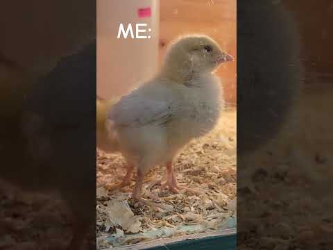 Why is it so hard to leave empty handed? #chickens #chicks #homestead #ducks #ducklings