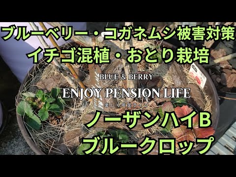 ブルーベリーのコガネムシ対策　いちご混植2層