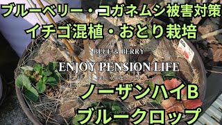 ブルーベリーのコガネムシ対策　いちご混植2層