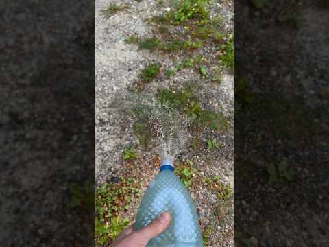 Homemade Weed Killer with Vinegar #shorts #gardening #gardeningtips #diy