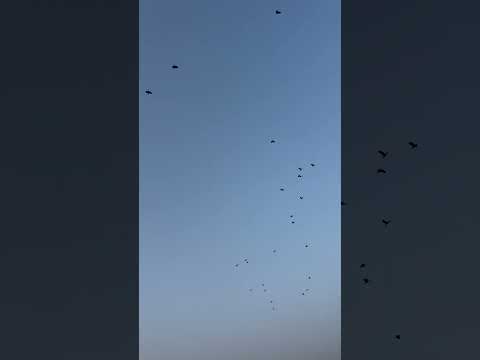birds in a clear sky #lakeview #nature #birds #life #sunset #dmax #eveningfeel #water #goldfish