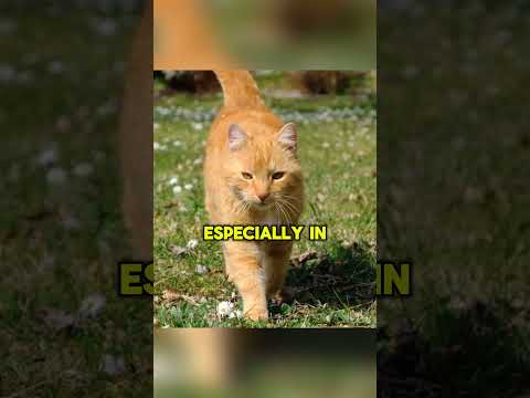 Cats can make more than 100 different sounds | Strange facts you never knew | Alpha Learn #shorts