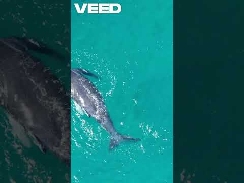 Bigger Than Dinosaurs? The Truth About Blue Whales #bluewhales #trending