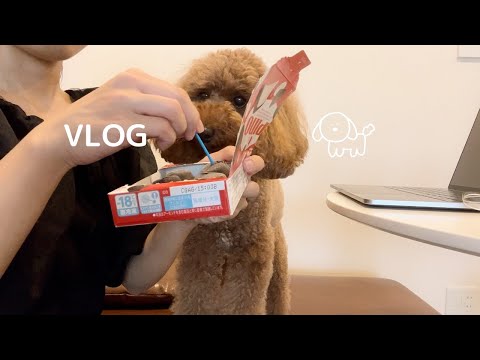 もふもふのトイプードルと過ごす1日VLOG🐶🎀